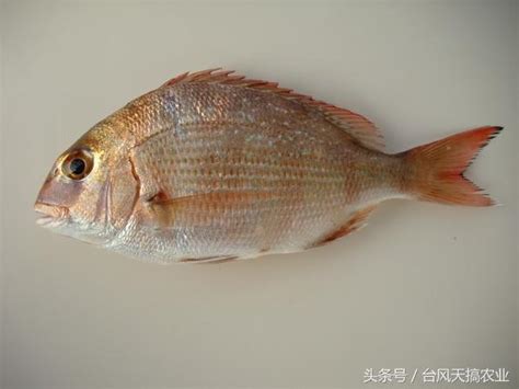 魚類品種|魚類